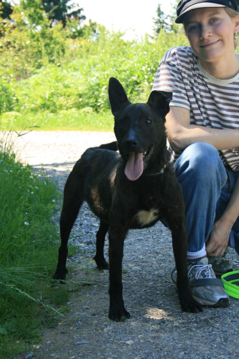 Shelter Dog 066