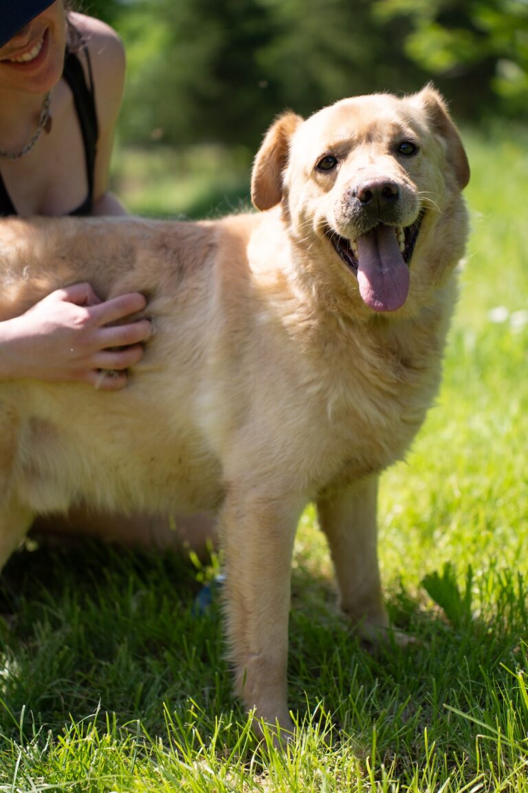 Shelter Dog 067