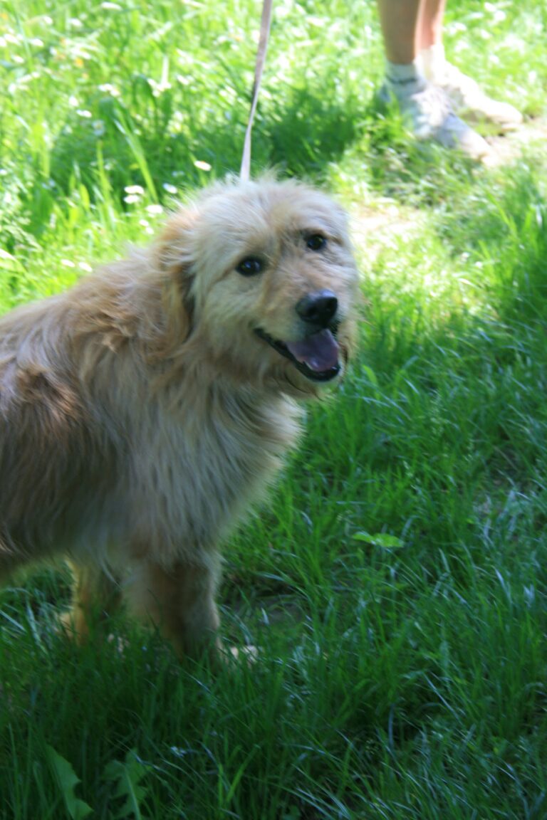 Shelter Dog 068