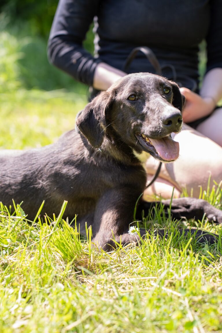 Shelter Dog 069