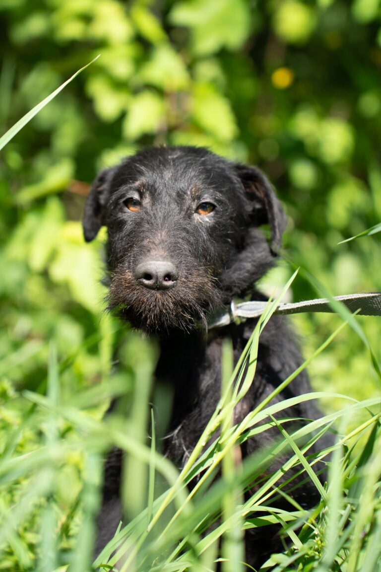 Shelter Dog 070