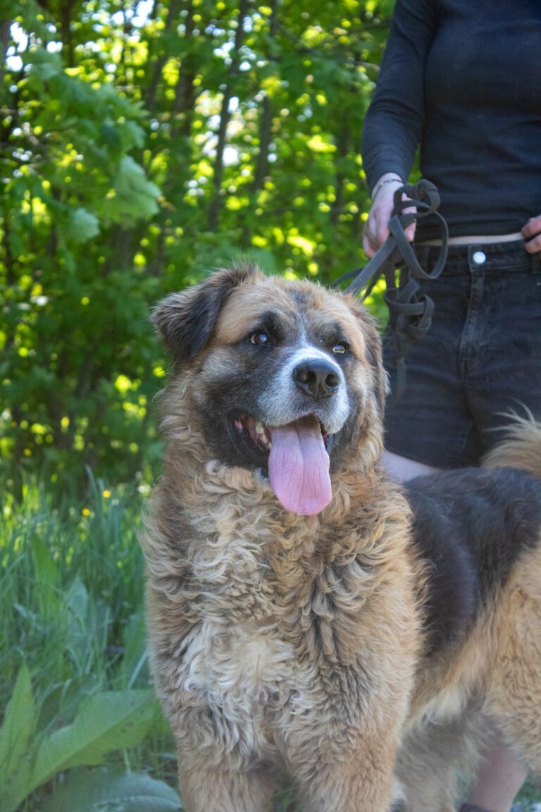 Shelter Dog 072