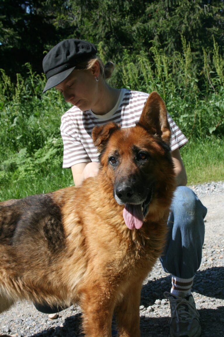 Shelter Dog 073