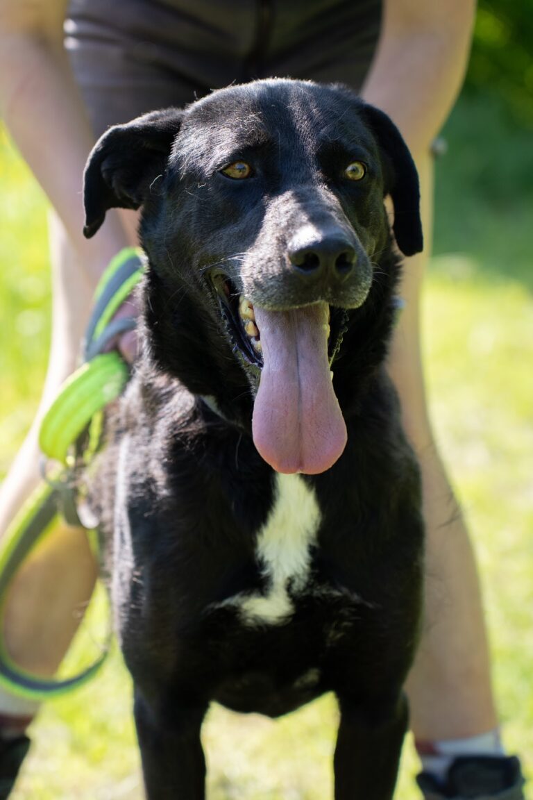 Shelter Dog 076