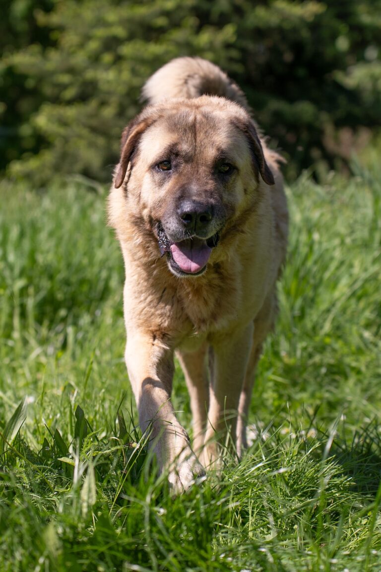 Shelter Dog 077