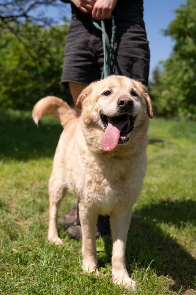 Shelter Dog 079