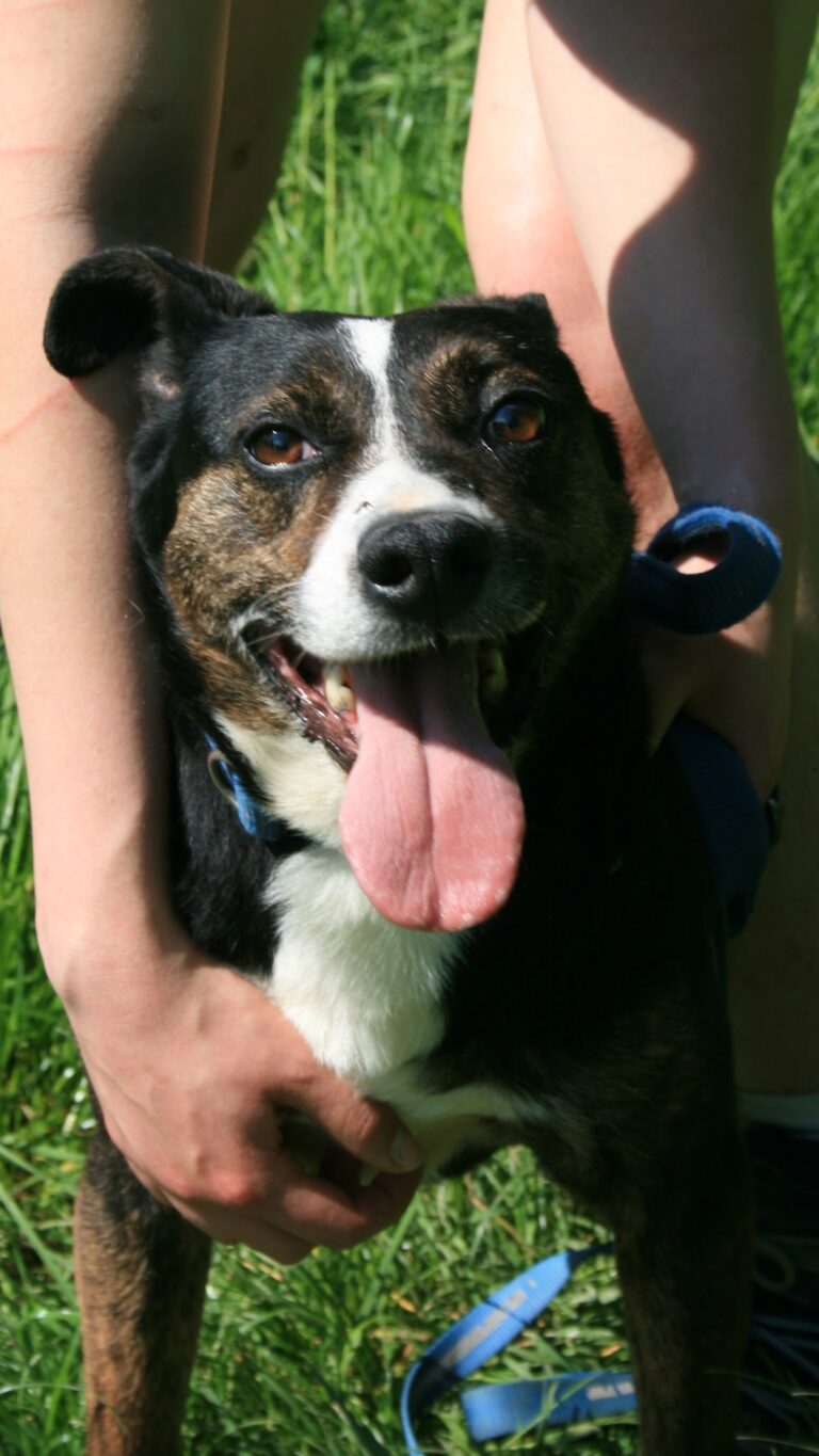 Shelter Dog 080